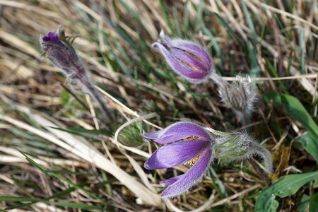 Plant pasque flower spring