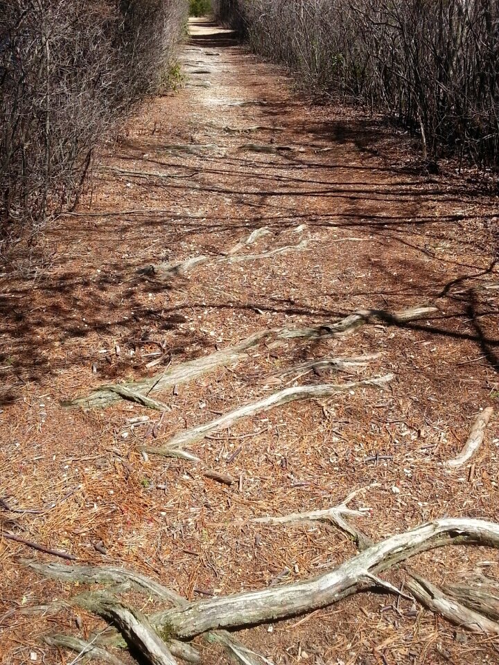Summer outdoor trail