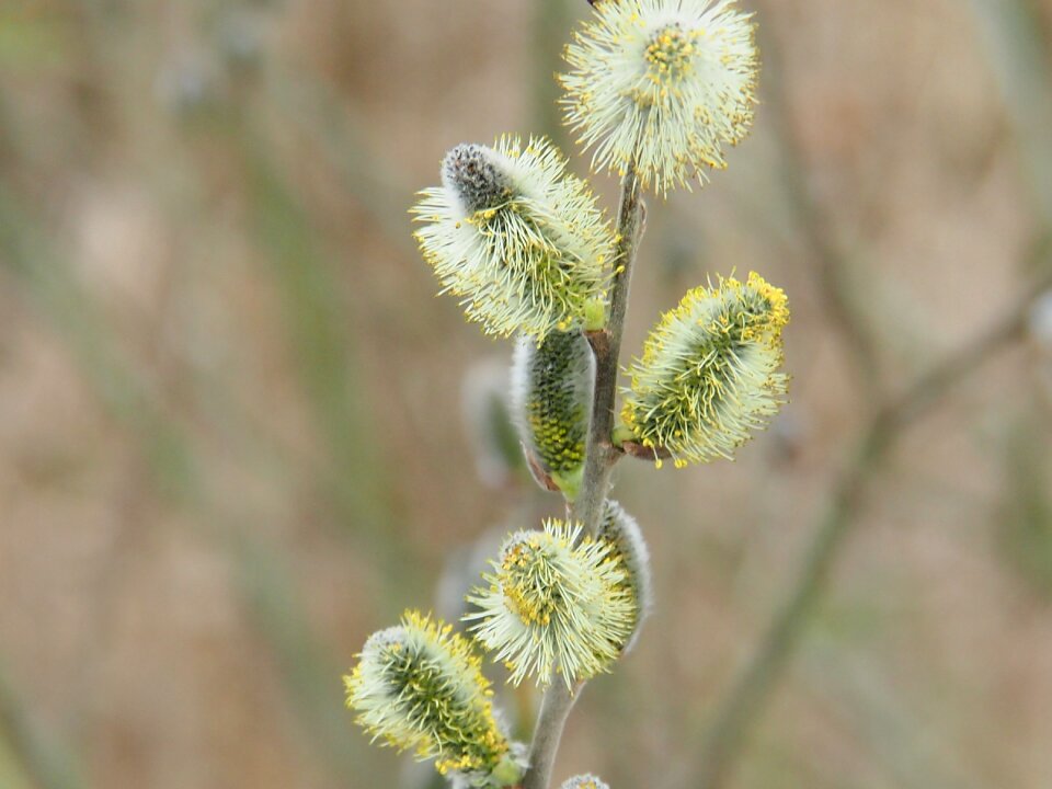 Nature plant shrubs