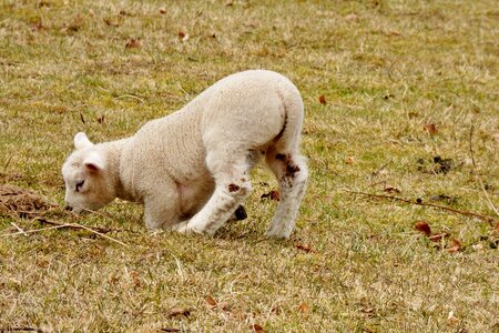 Nature sheep spring