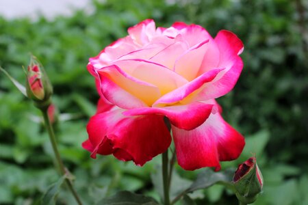 Flower rose red