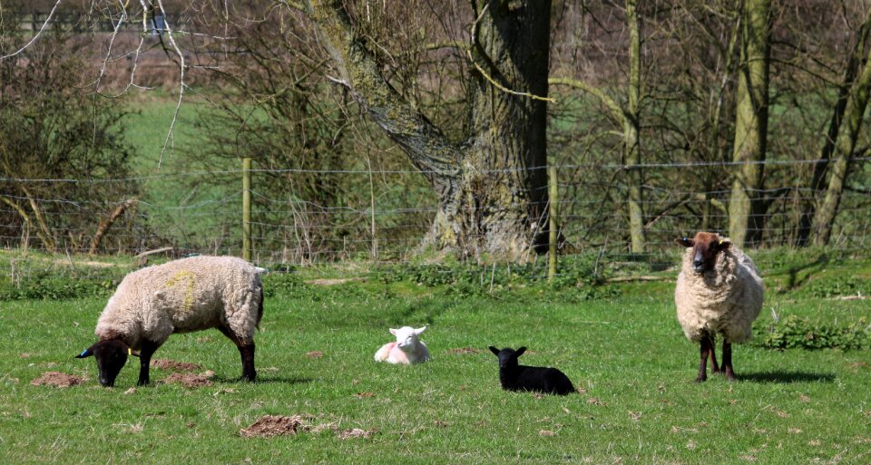 Farm agriculture wool photo