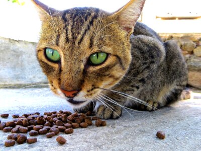 Mykonoskatze beautiful emerald eyes photo