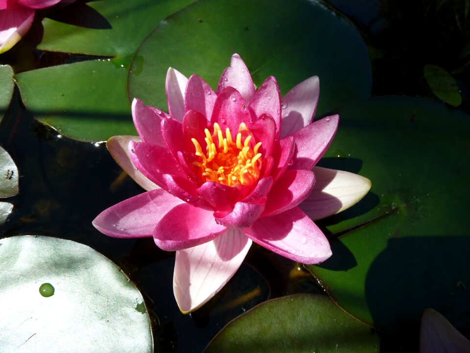 Flower lotus nature