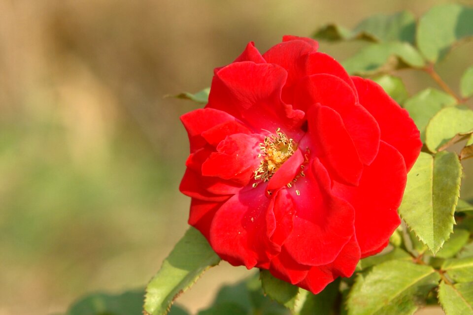 Red rose blossom
