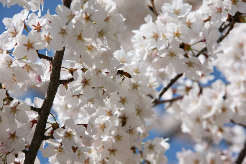 Nature spring flowers flowers