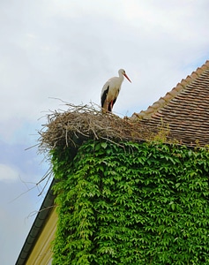 Nest crane bird