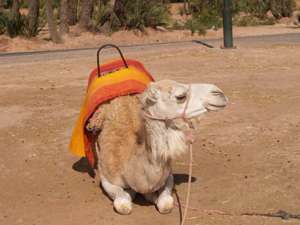 Camel morocco animals