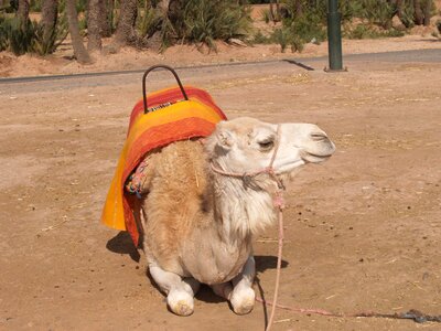 Camel morocco animals