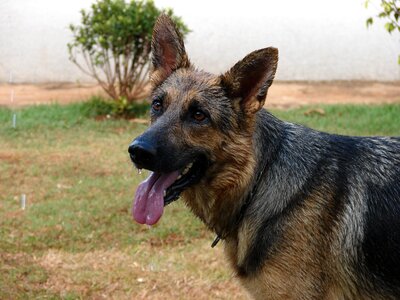 Animals german shepherd domestic animals photo