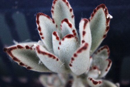 White grey succulent plants plant