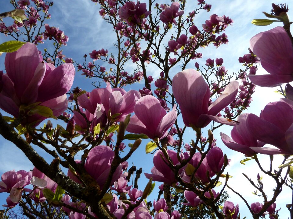 Spring nature purple