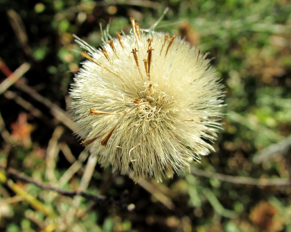 Plant flora nature