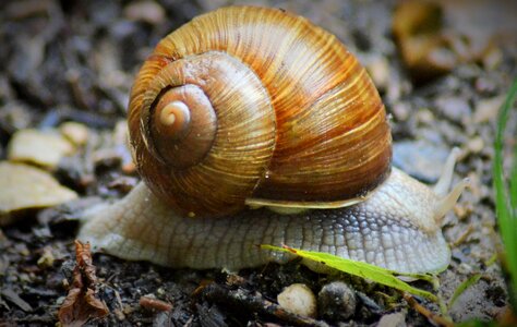 Rain burgundy shell photo