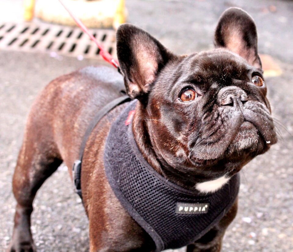 Animal locations french bulldog