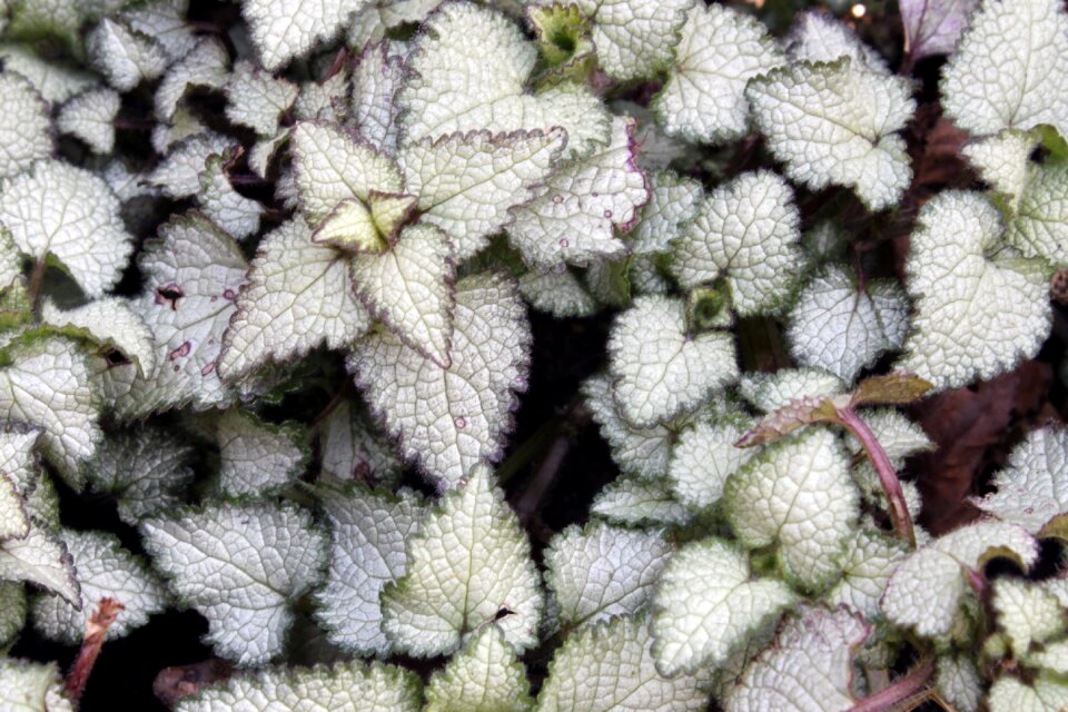 Freshness beginning closeup