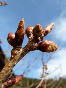 Nature plant garden