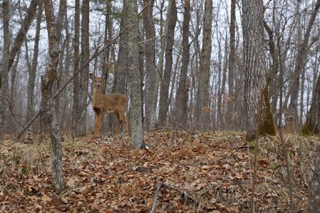 Nature animal outdoors