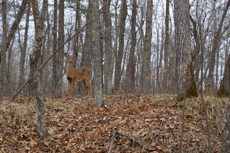 Nature animal outdoors photo