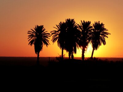 Palm trees oasis sky photo