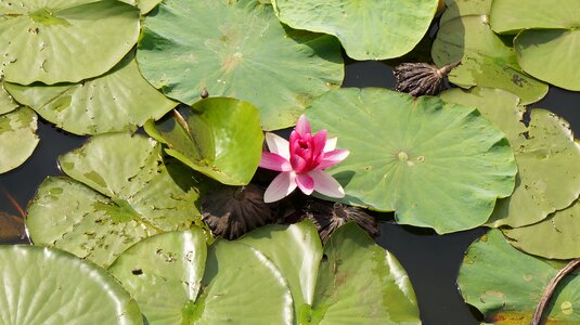 Water lilies nature purple flowers