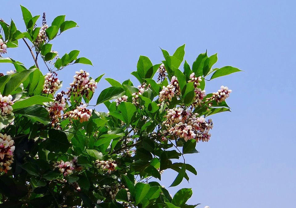 Flower flora indian beech tree