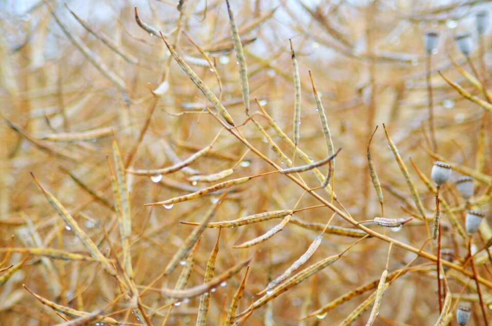 Fields rural harvest
