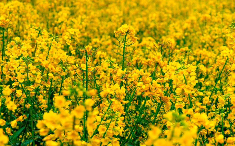 Nature landscape flower garden