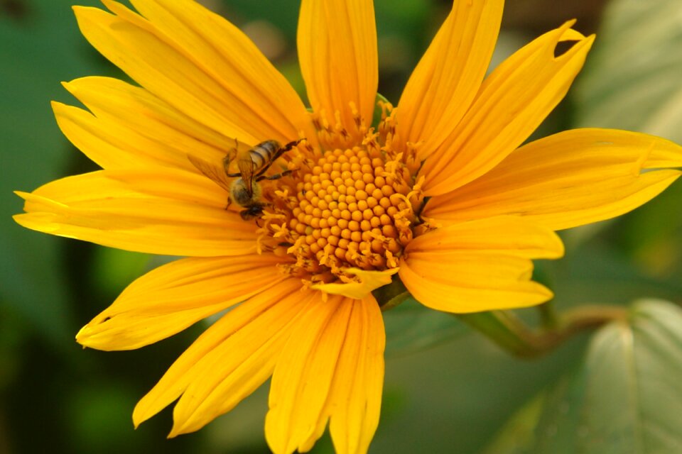 Flower nature plant