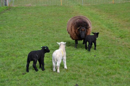 Farm wool nature photo