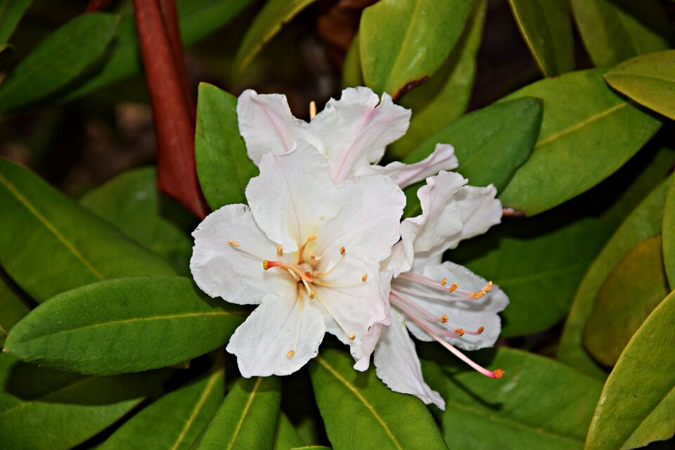 Sharpness garden macro