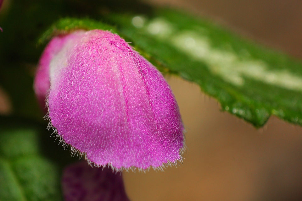 Macro pink small flower