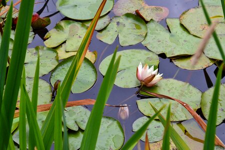 Lily flower pond