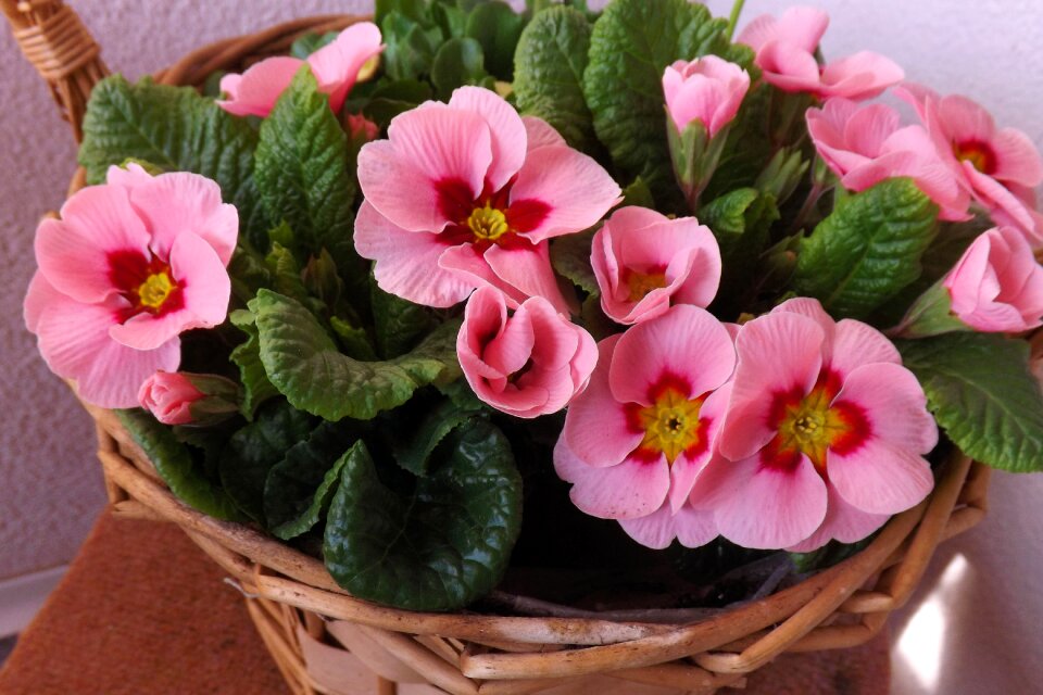 Flowers pink spring awakening