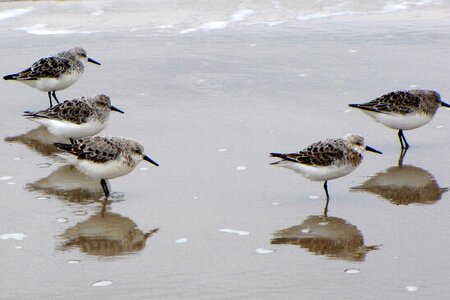 Beach denmark jutland photo