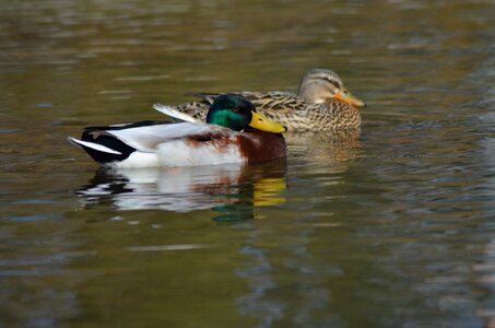 Pond water ducks