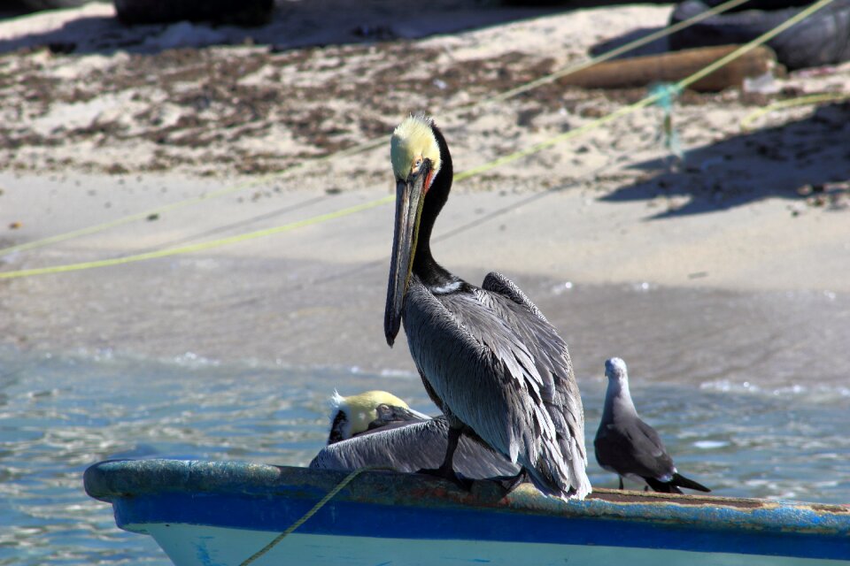 Beach sea bird fishermen