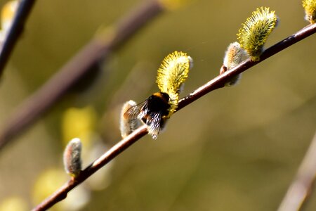Flora spring nature