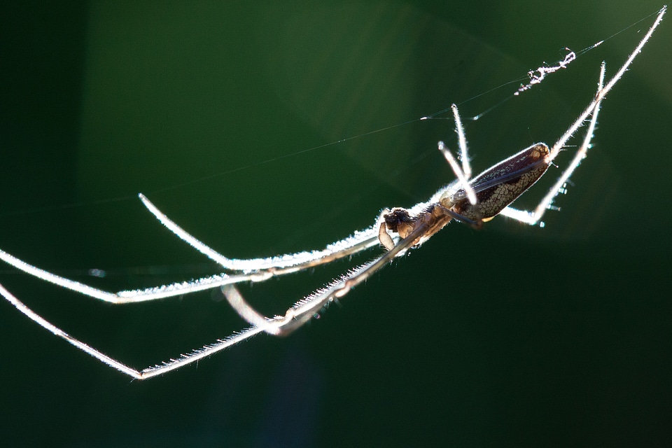Araneae arachnids arachnida