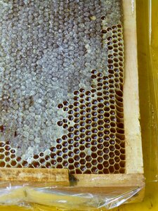 Insect honey production honey combs photo