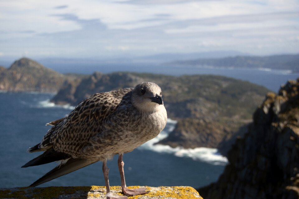Bird beach nature