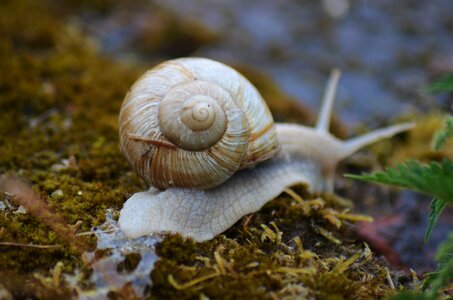 Rain burgundy shell photo