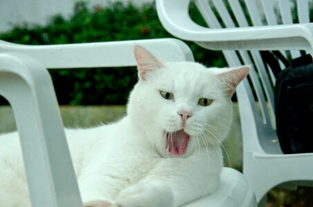Sleepy cuteness white skin