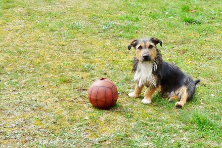 Pet jack russell garden