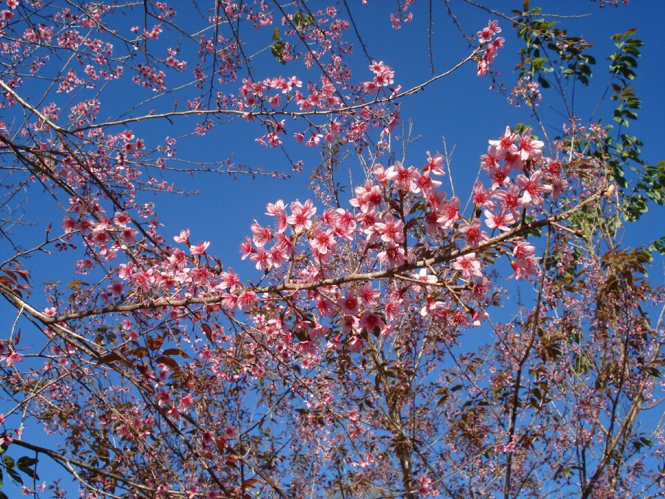 Sakura tiger hill flowers