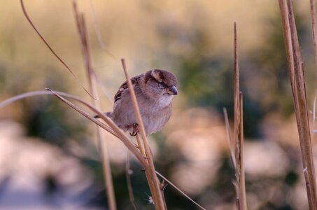 Reed grass