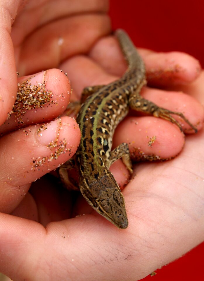 Hand reptile animal