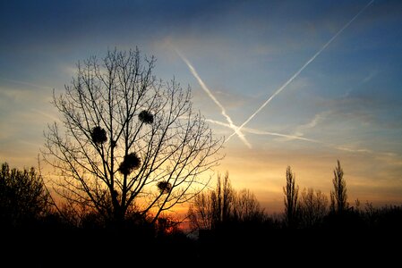 Nature in the morning wood photo