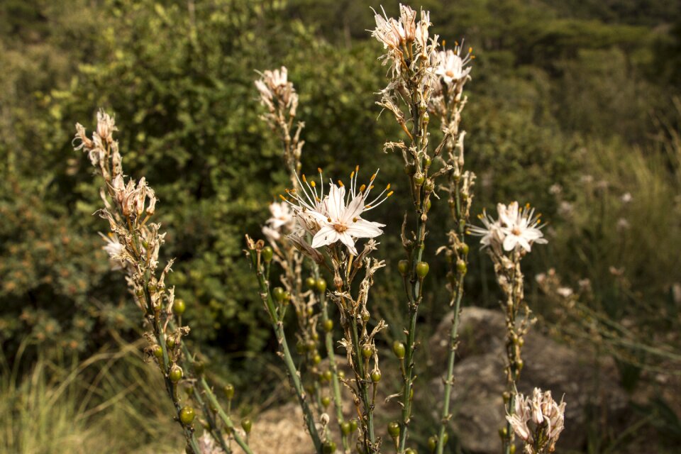 Natural nature summer