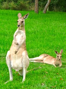 Female lying animals photo